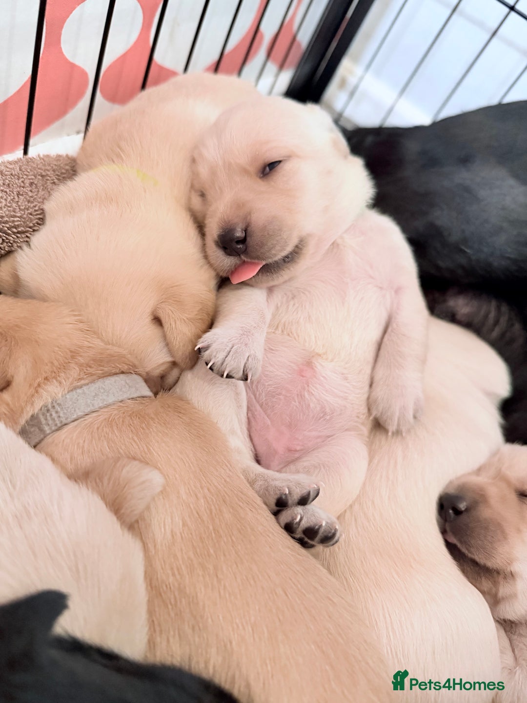 Labrador Retriever dogs for sale: Beautiful Labrador Puppies - family breeder  - Image 2