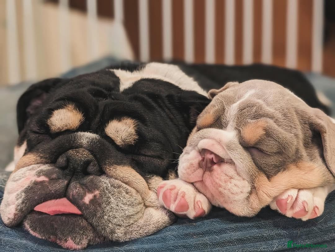 English Bulldog dogs for sale: 🐾 Adorable English Bulldog Puppies Ready! 🐾 - Image 4