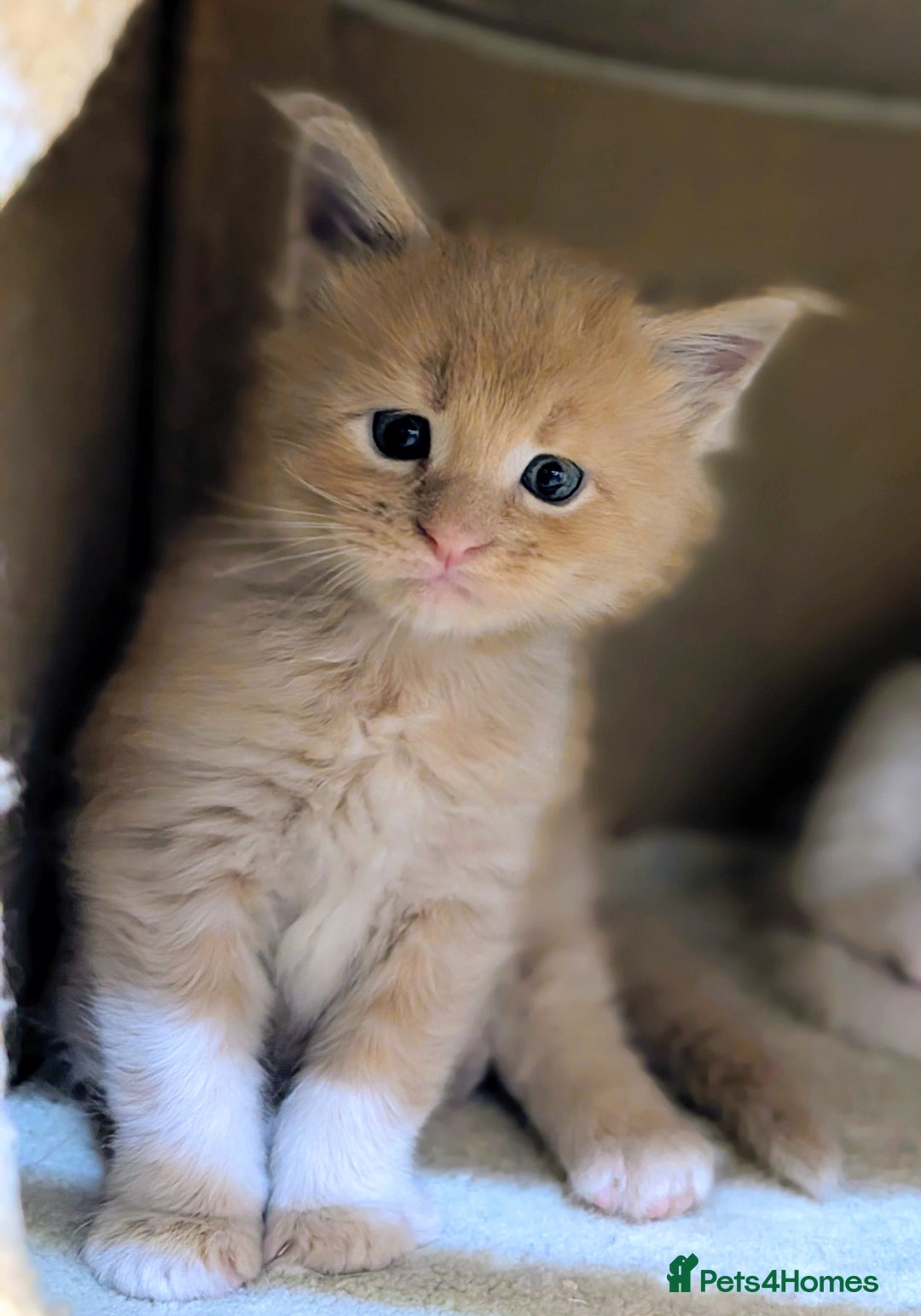 Maine Coon cats for sale: Beautiful Tica Registered Maine Coon Kittens  - Advert 10