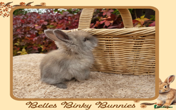 Angora rabbits for sale: Fluffy Baby Angora For Sale - Ready 26th Oct  - Image 4