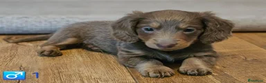 Miniature Dachshund 2