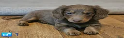 Miniature Dachshund dogs for sale: Beautiful Long-Haired Miniature Dachshund Puppies. in Bristol - Advert 6