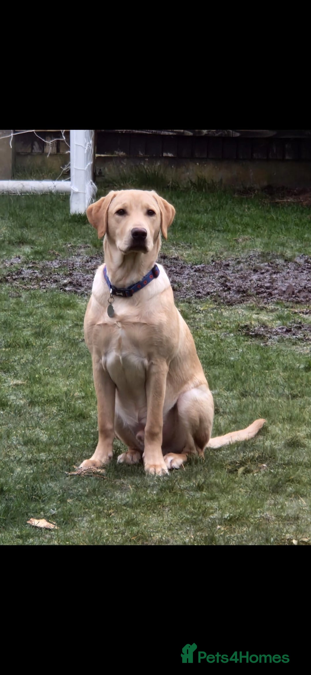 Labrador Retriever dogs for sale: Champagne Labrador 3 years. Thor - Advert 3