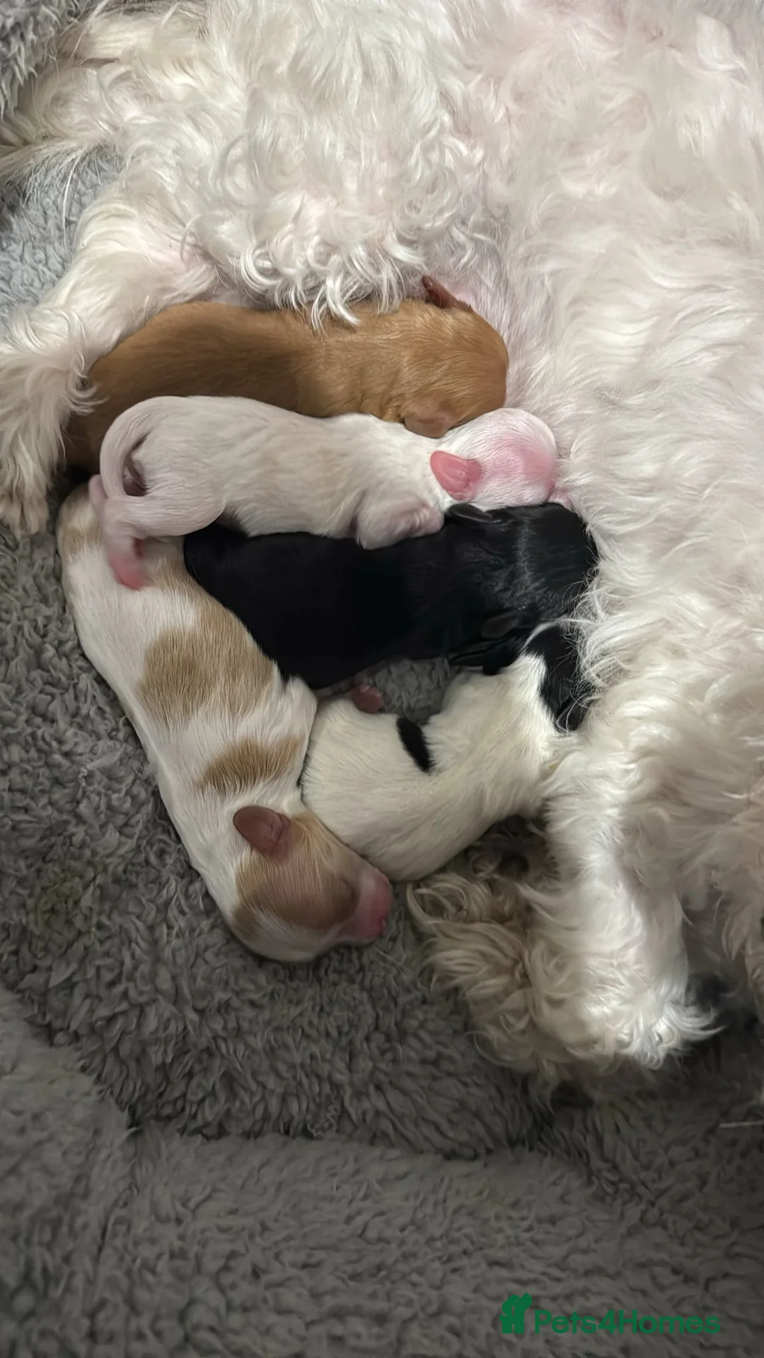 Cavalier King Charles Spaniel dogs for stud: *PROVEN* HEALTH TESTED Black & Tan Cavalier STUD in Oldham - Advert 17