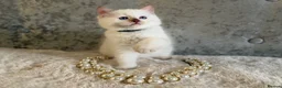 Ragdoll cats for sale: Stunning 🌟 Ragdoll Kittens 🌟  - Advert 23