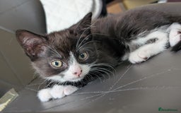 Toyger cats for sale: Mother and 2 babies - Image 2