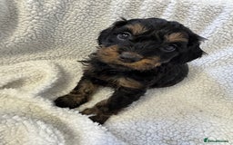 Cockapoo dogs for sale: F1 cockerpoo puppies  - Image 6