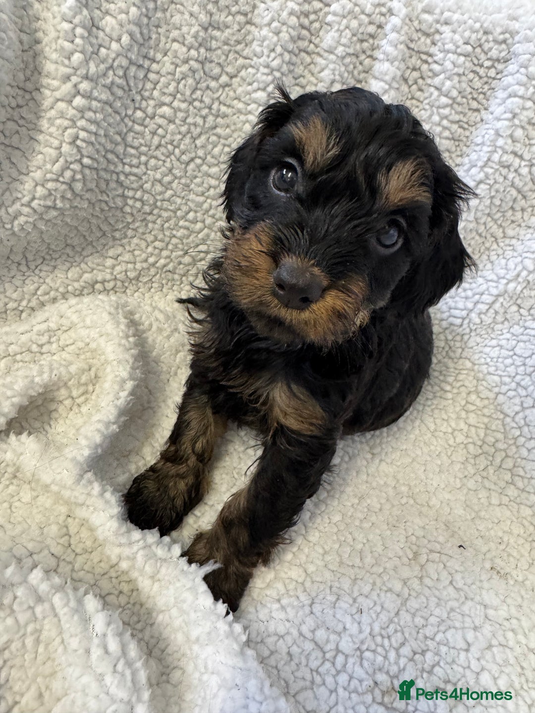 Cockapoo dogs for sale: F1 cockerpoo puppies  - Image 6