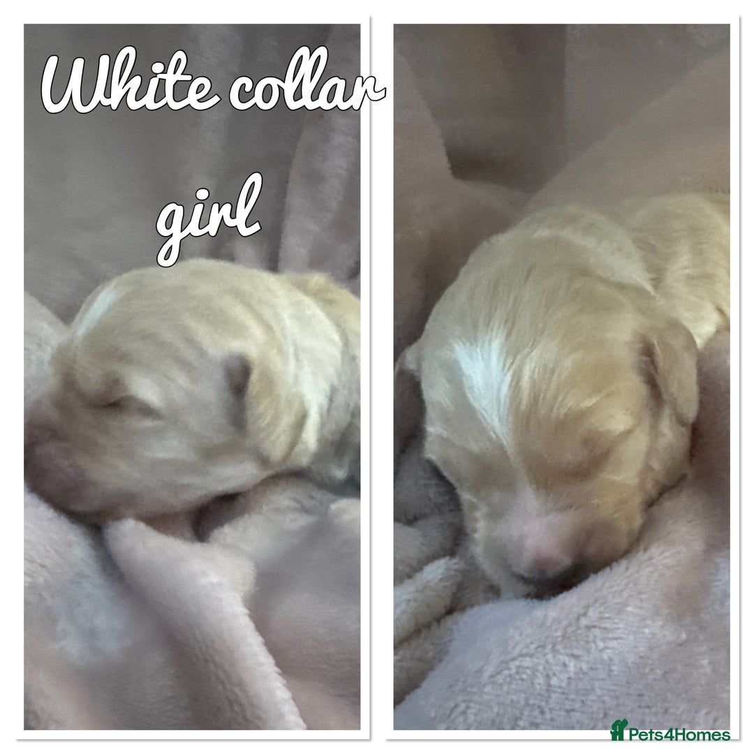 Mini Goldendoodle dogs for sale: Stunning F1 Mini Goldendoodles  - Image 22