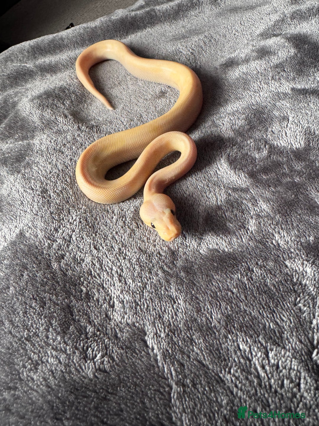 Python Snake reptiles for sale: Ball pythons, babies and adults various morphs - Image 3