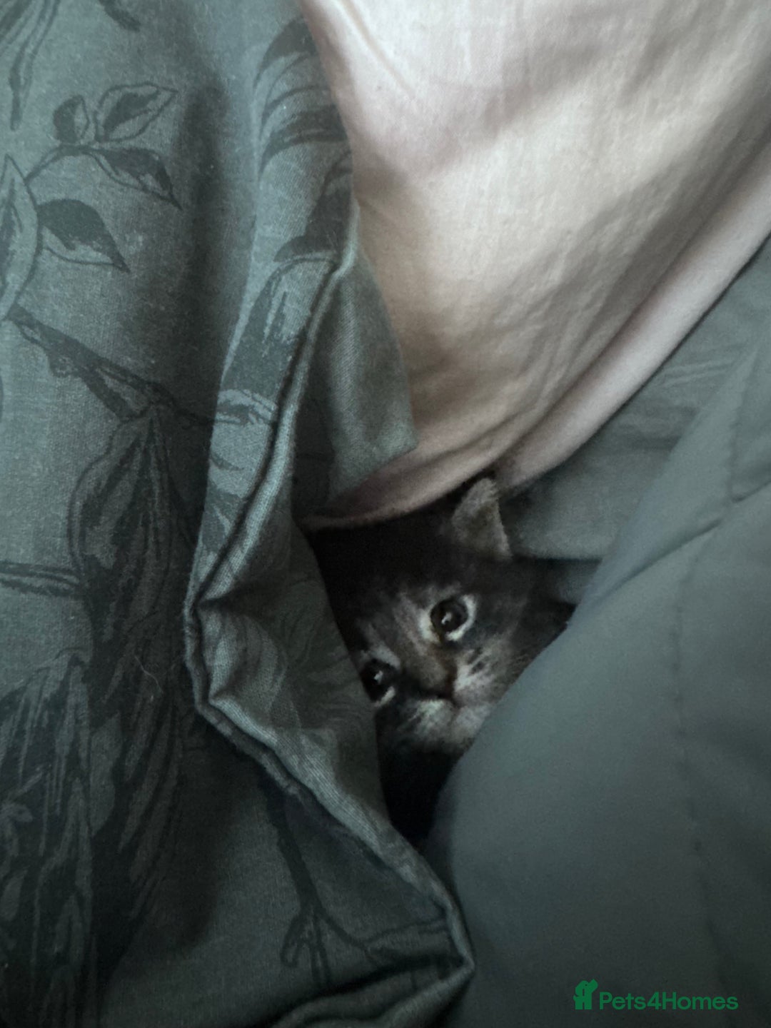 Maine Coon cats for sale: Mainecoon little lady ready for new home - Advert 17