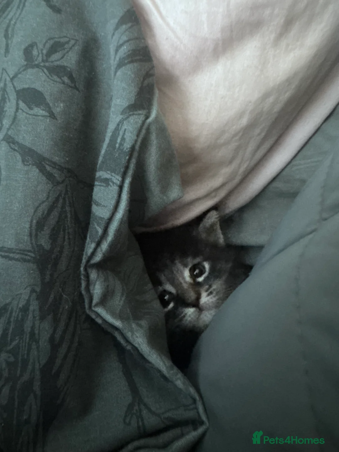 Maine Coon cats for sale: Mainecoon little lady ready for new home - Advert 17