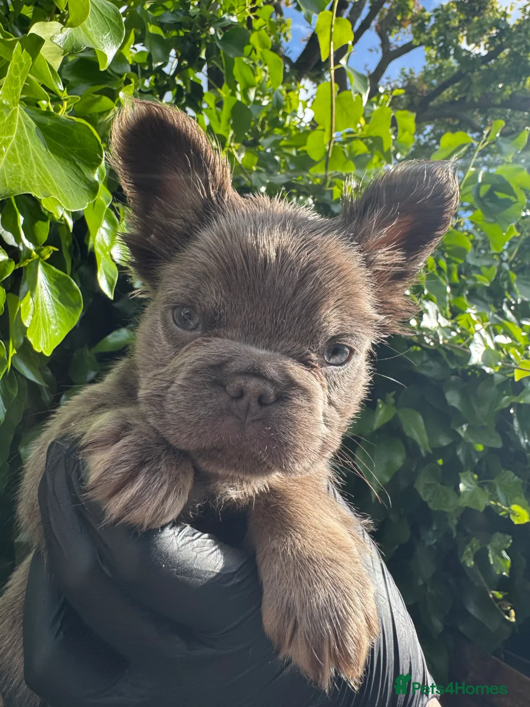 French Bulldog dogs for sale: Fluffy French bulldogs  in Chelmsford - Advert 1