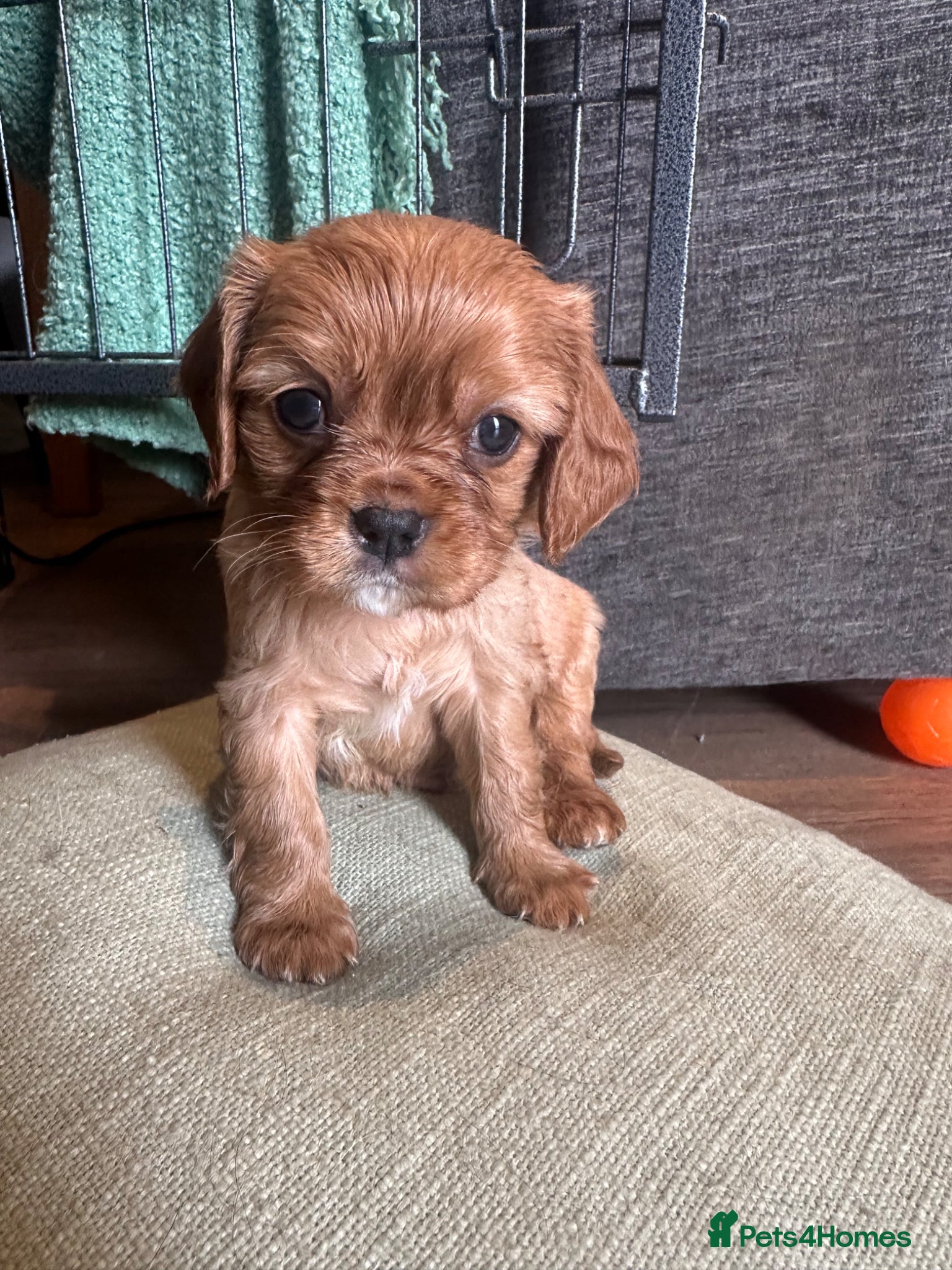 Cavalier King Charles Spaniel dogs Beautiful Cavalier King Charles Spaniel Puppies - Advert 5