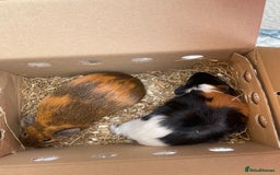 Guinea Pig rodents for sale: 2 x male guinea pigs with hutch - Image 1