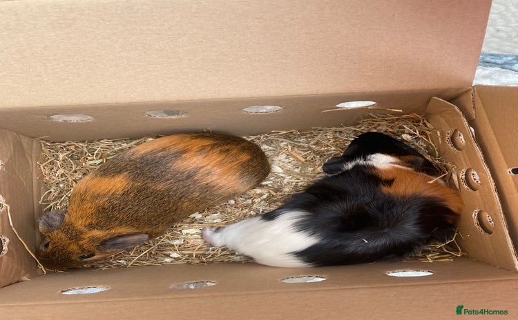 Guinea Pig rodents - Advert 2