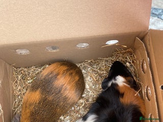 Guinea Pig rodents - Advert 3