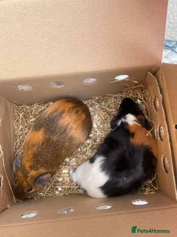 Guinea Pig rodents - Advert 2