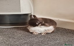 Netherland Dwarf rabbits for sale: Netherland Dwarf for sale with hutch   - Image 2