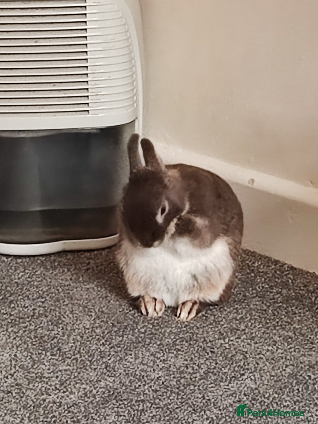 Netherland Dwarf rabbits for sale: Netherland Dwarf for sale with hutch   - Image 2