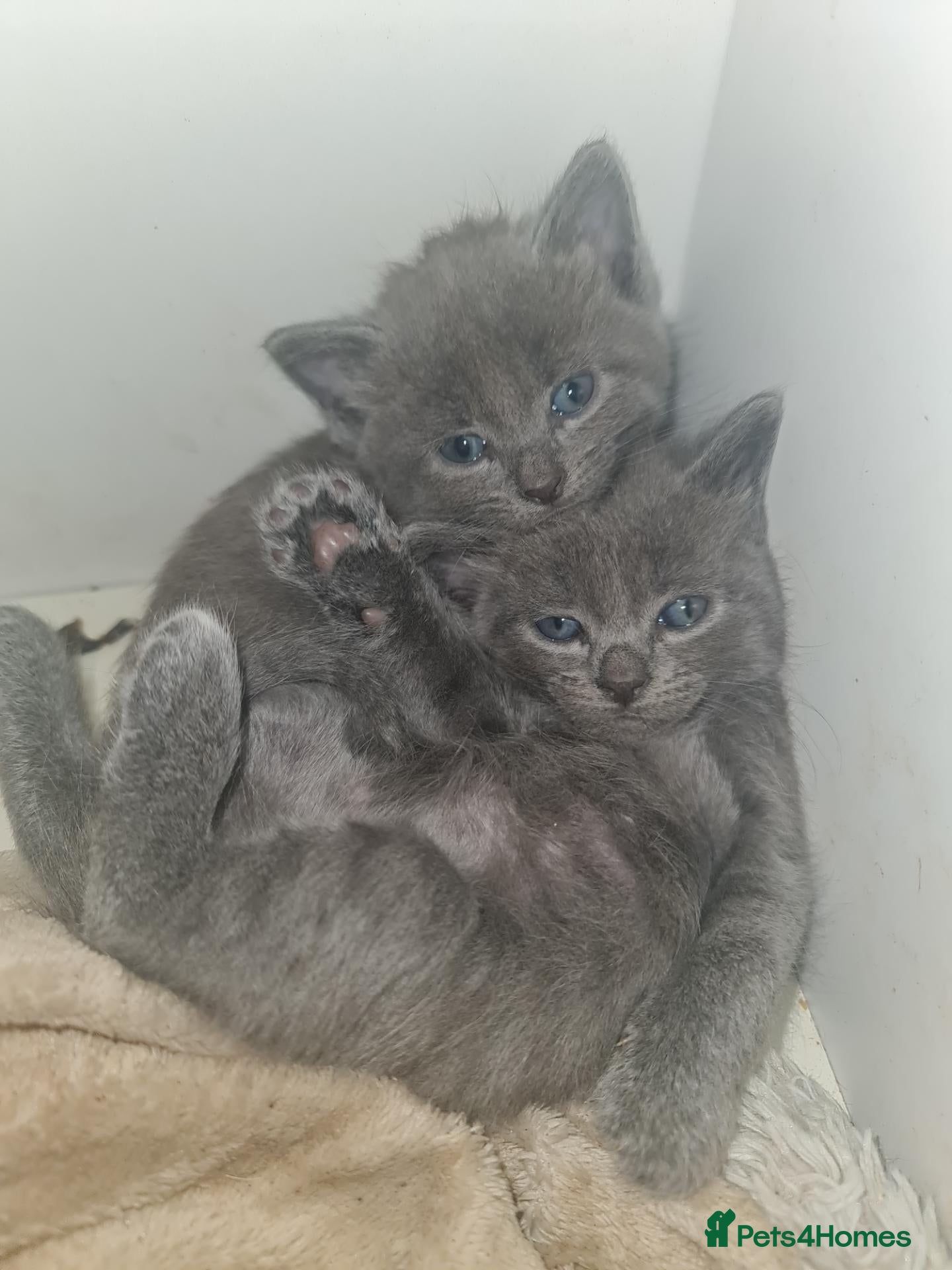 Mixed Breed cats 1 grey/blue girl kitten for sale  - Advert 2