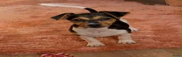 Jack Russell dogs for sale: Traditional short-legged Jack Russell puppy’s. - Advert 9
