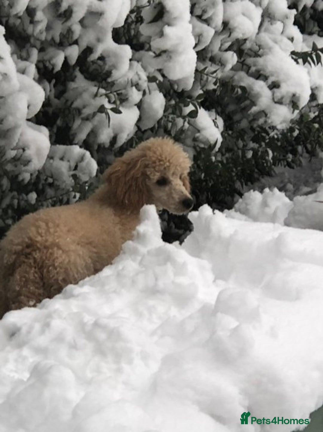 Poodle dogs for stud: AT STUD MINIATURE POODLE JESSE 9 clear DNA tests in High Wycombe - Image 5