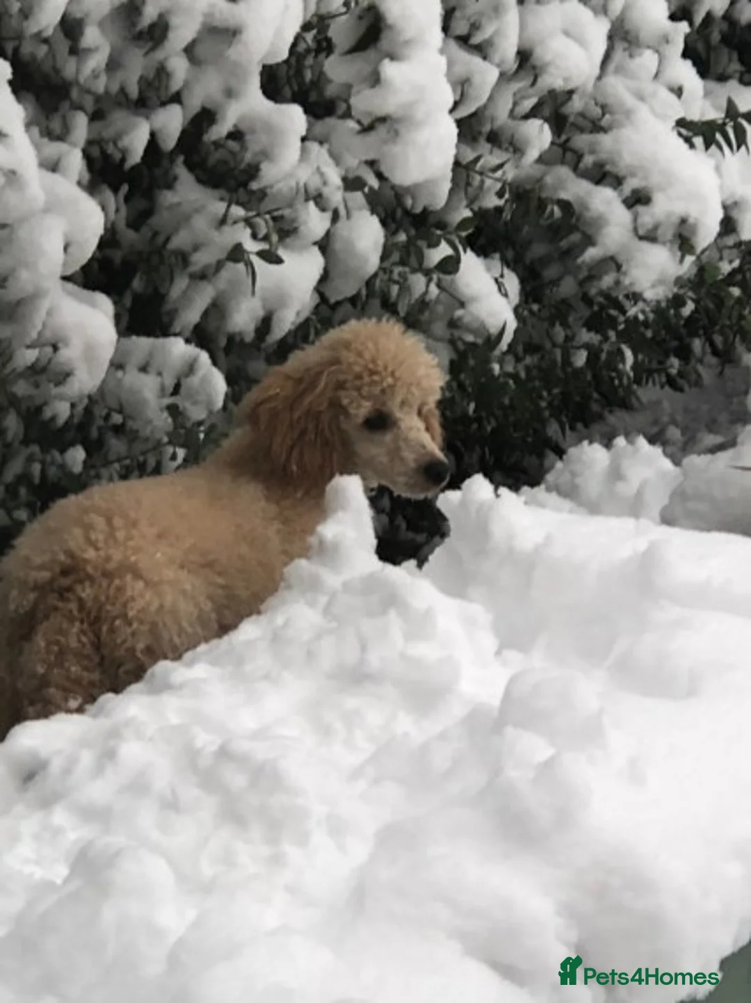 Poodle dogs for stud: AT STUD MINIATURE POODLE JESSE 9 clear DNA tests in High Wycombe - Advert 5