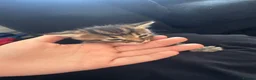 Maine Coon cats for sale: Maine coon mixed kittens  - Advert 4
