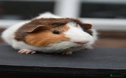 Guinea Pig rodents for sale: 9 Month Old Male Guinea Pigs Looking For Homes in Wigan - Image 19