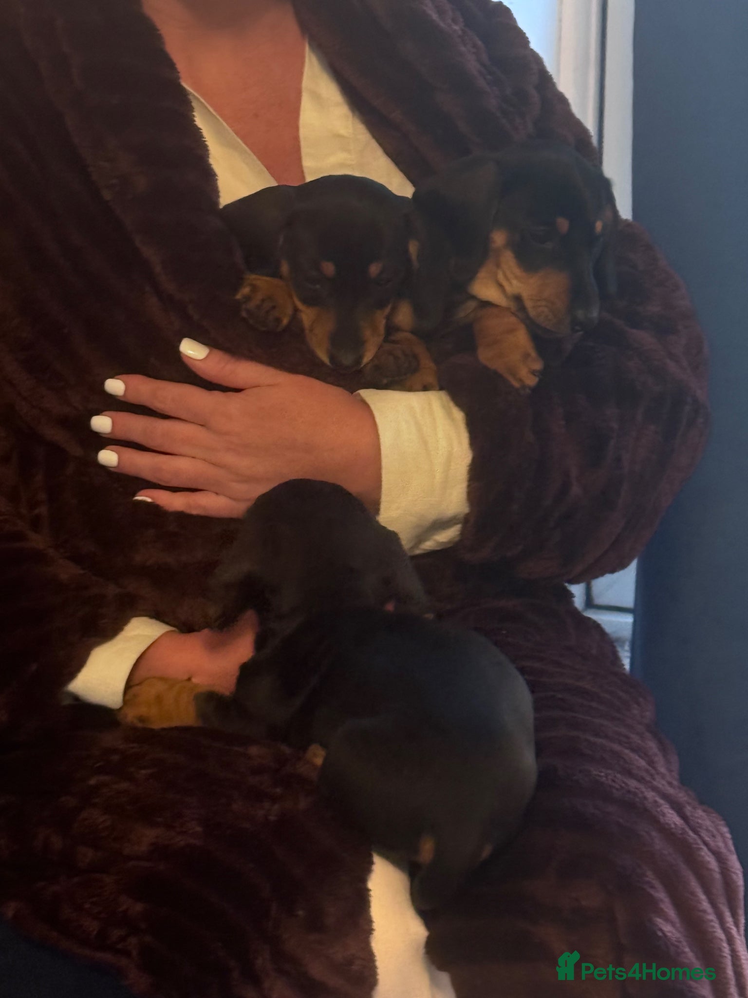 Miniature Dachshund dogs KC Registered Miniature Smooth Black and Tan boys! - Advert 2