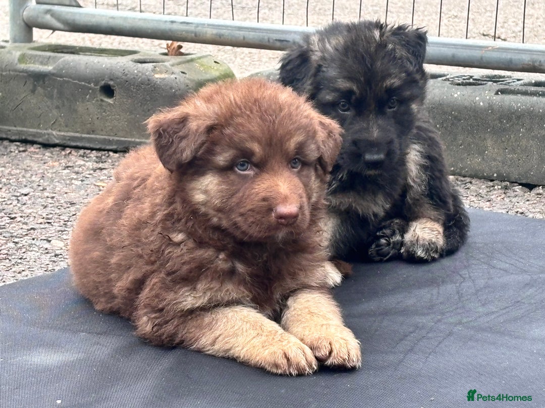 German Shepherd dogs for sale: Beautiful German Shepherd Puppies  - Image 9