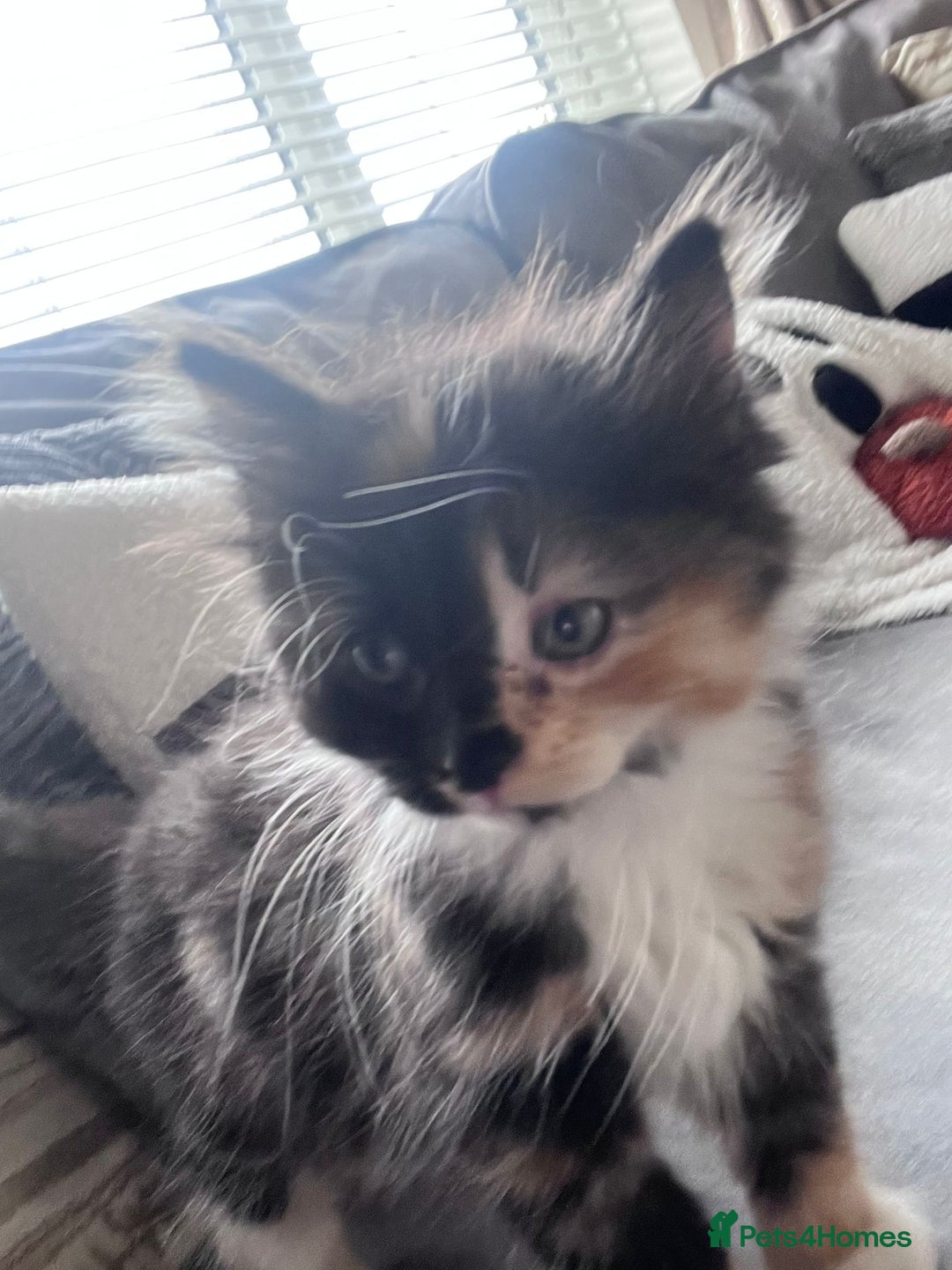 Mixed Breed cats for sale: Beautiful kittens  - Image 8