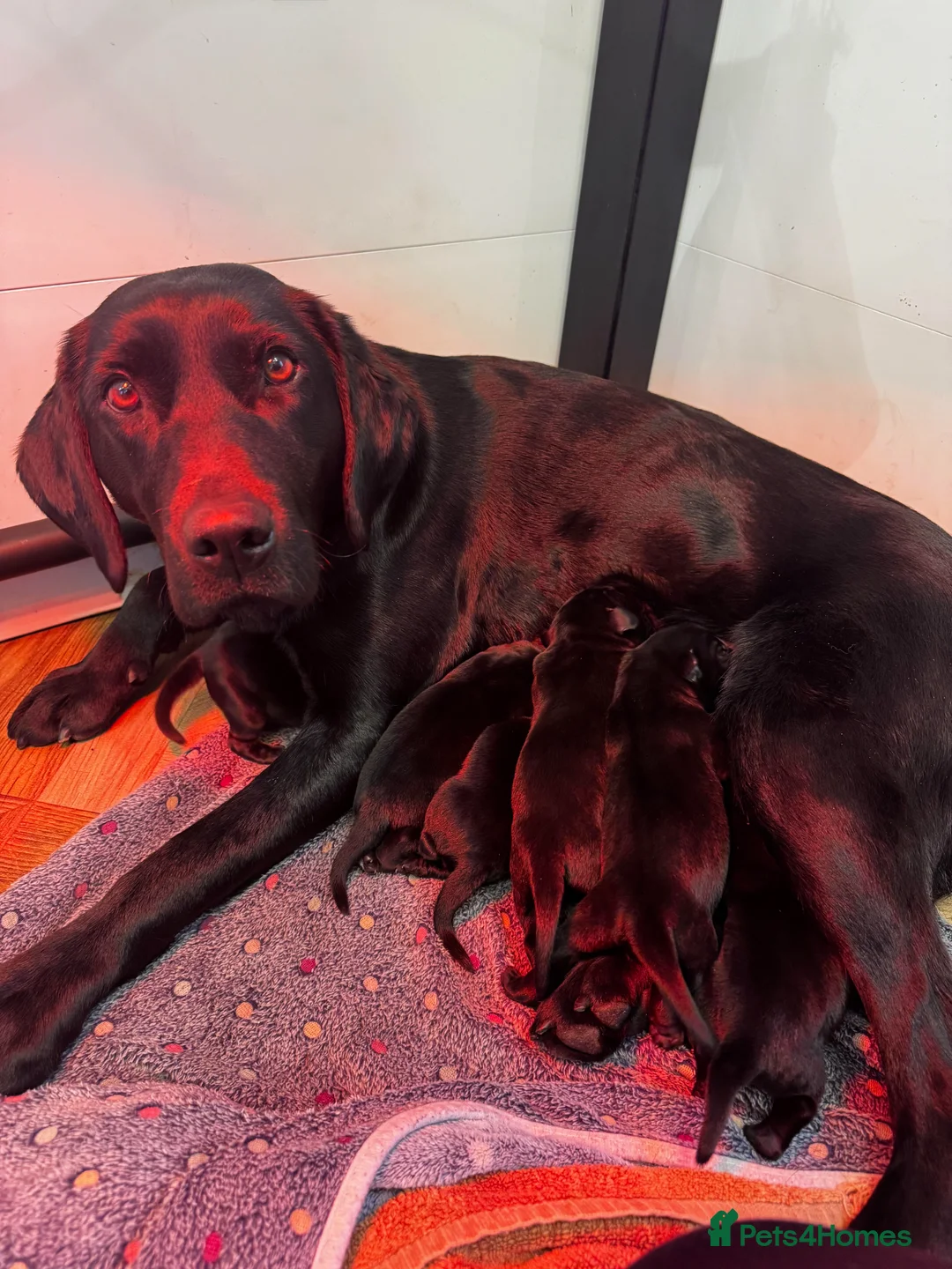 Labrador Retriever dogs for sale: Champion line labradors - Advert 10