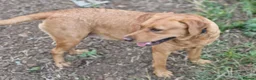 Labrador Retriever dogs for sale: Labrador female adult - Advert 2