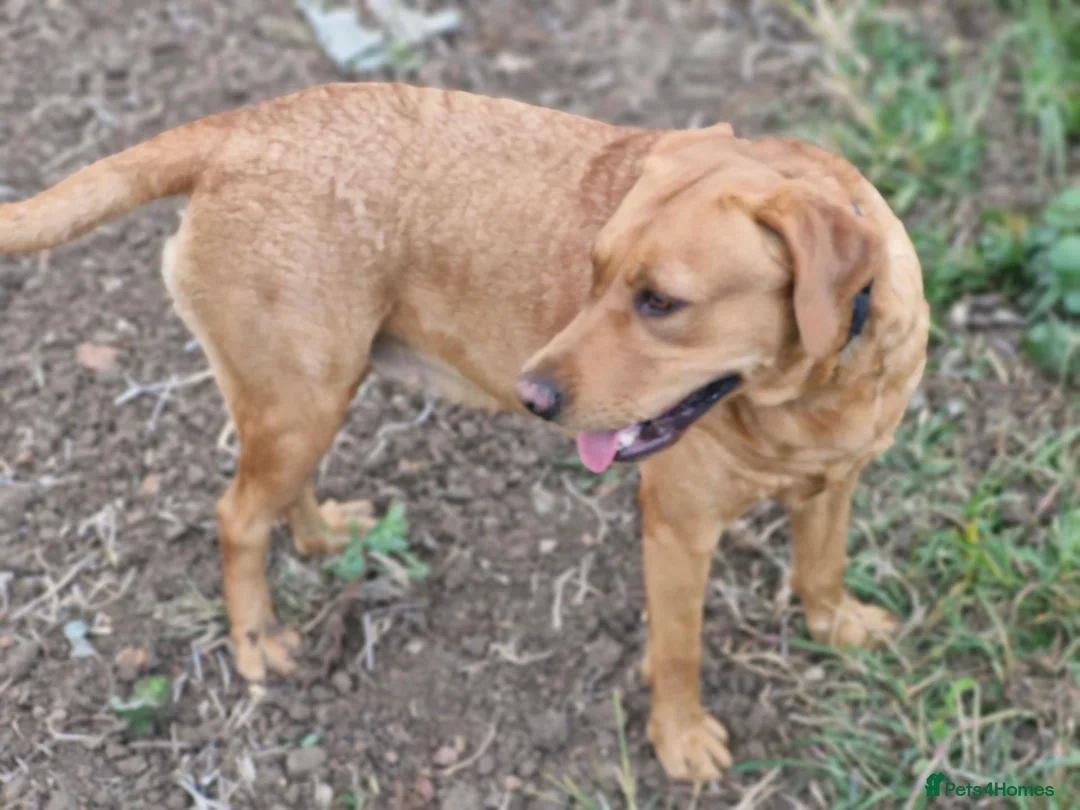 Labrador Retriever dogs for sale: Labrador female adult - Advert 2