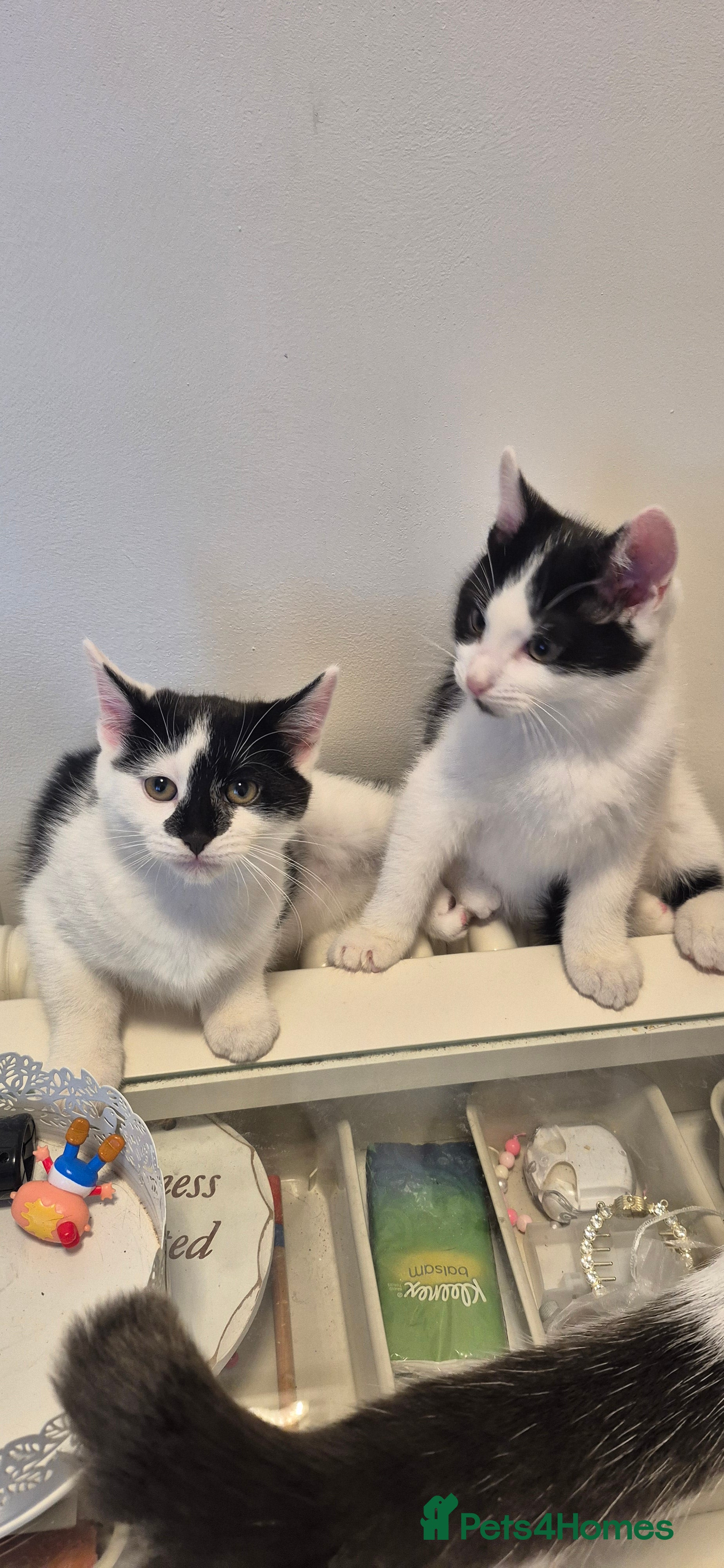 Mixed Breed cats Maine coon x American short haired kittens - Advert 2