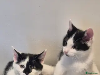 Mixed Breed cats Maine coon x American short haired kittens - Advert 2