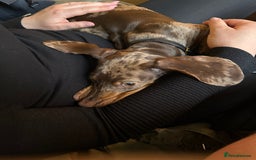 Dachshund dogs for sale: Gorgeous, playful dapple Dachshund for rehoming - Image 4