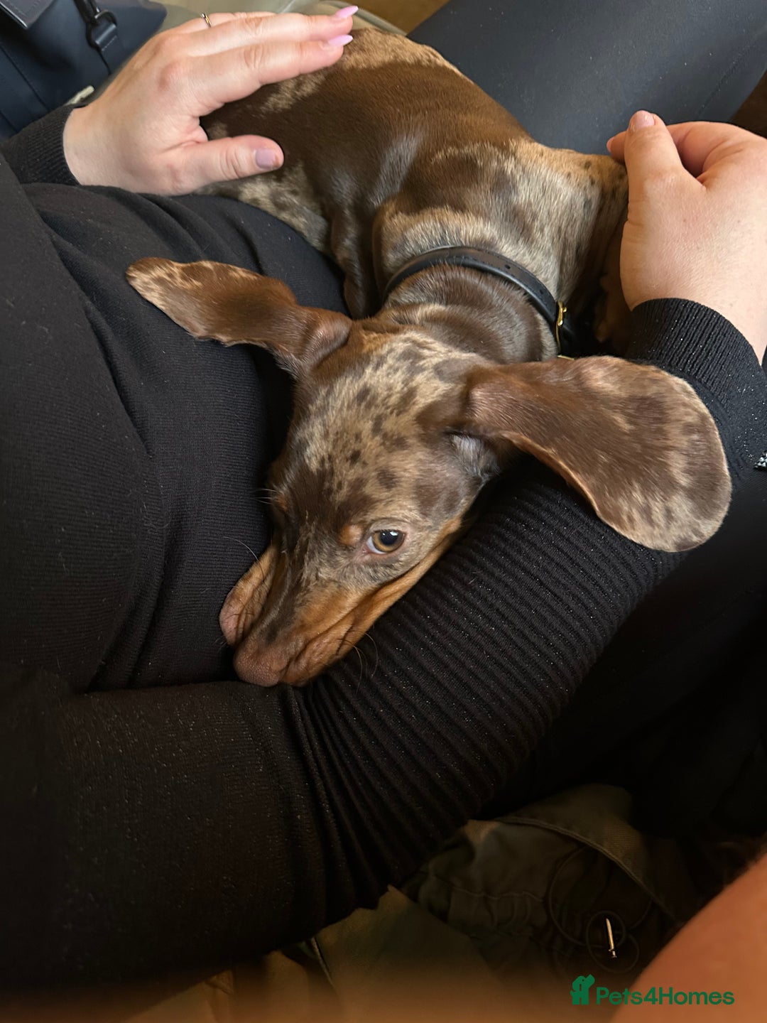 Dachshund dogs for sale: Gorgeous, playful dapple Dachshund for rehoming - Image 4