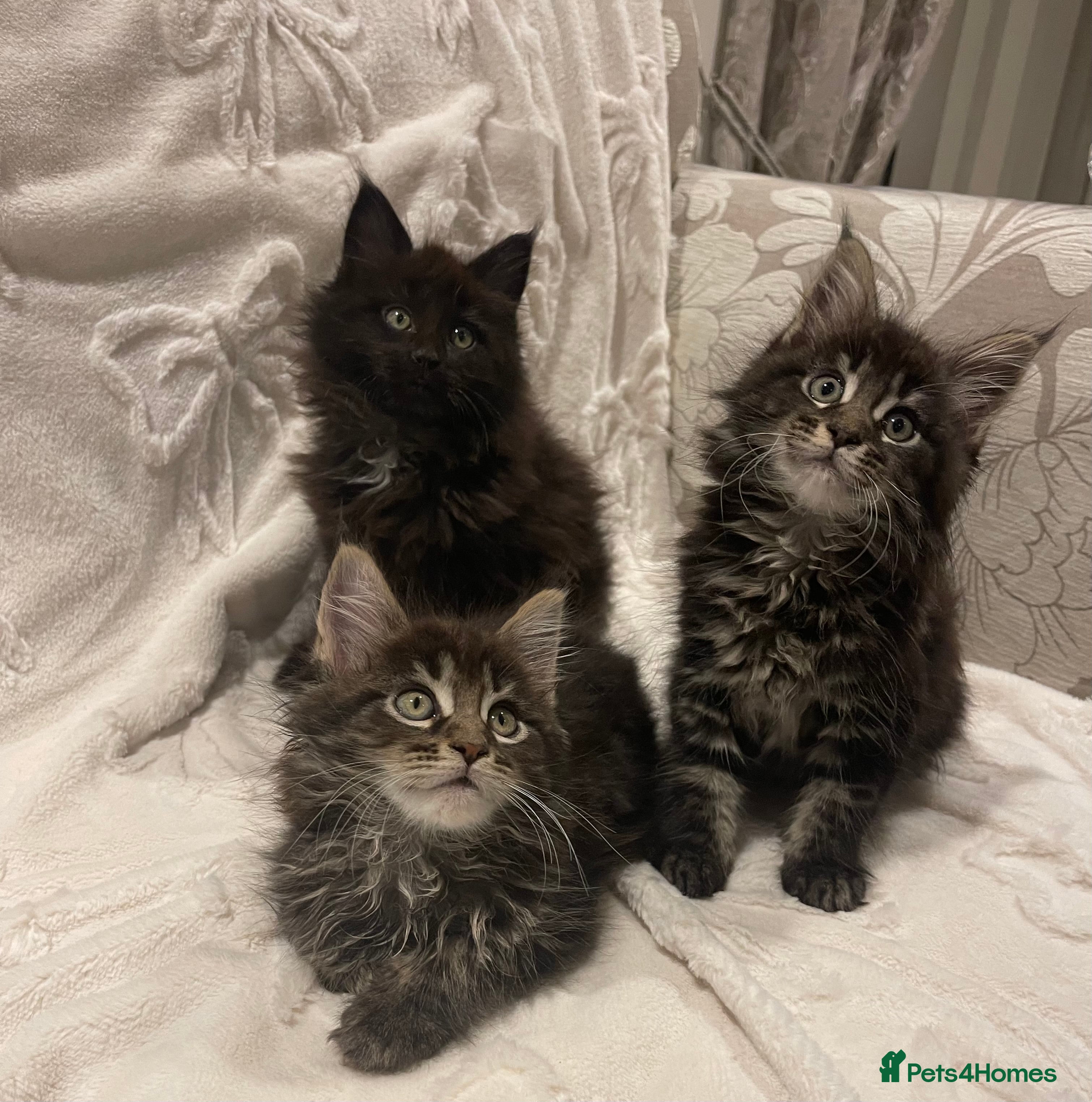 Maine Coon cats ✨pedigree maine coon kittens - Extra Large lines ✨ - Advert 2