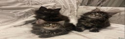 Maine Coon cats for sale: ✨pedigree maine coon kittens - Extra Large lines ✨ - Advert 1