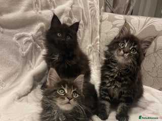 Maine Coon cats ✨pedigree maine coon kittens - Extra Large lines ✨ - Advert 1