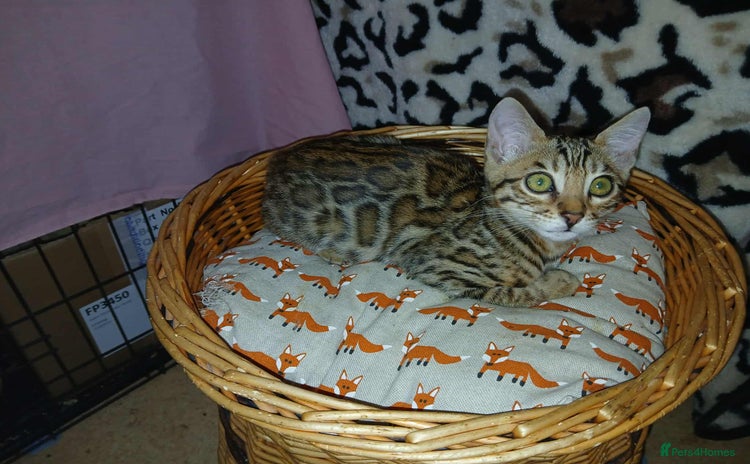 Bengal cats - Advert 9