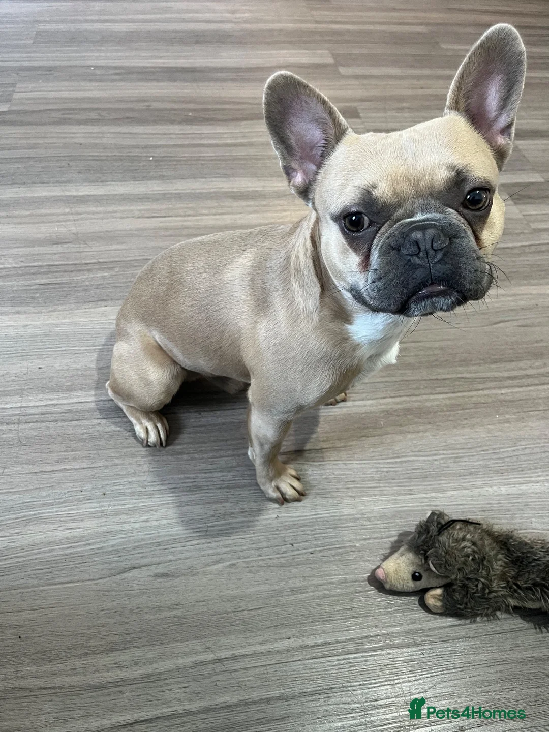 French Bulldog dogs for sale: Kenzo Frenchbulldog  in Feltham - Advert 2