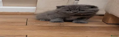 British Shorthair 4