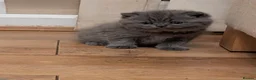 British Shorthair cats for sale: Plush British Shorthair Kittens in Liverpool - Advert 5