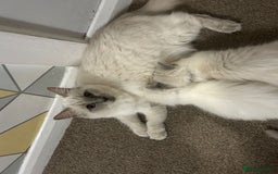 Ragdoll cats for sale: Stunning Ragdoll Kittens - Ready to leave - Image 11