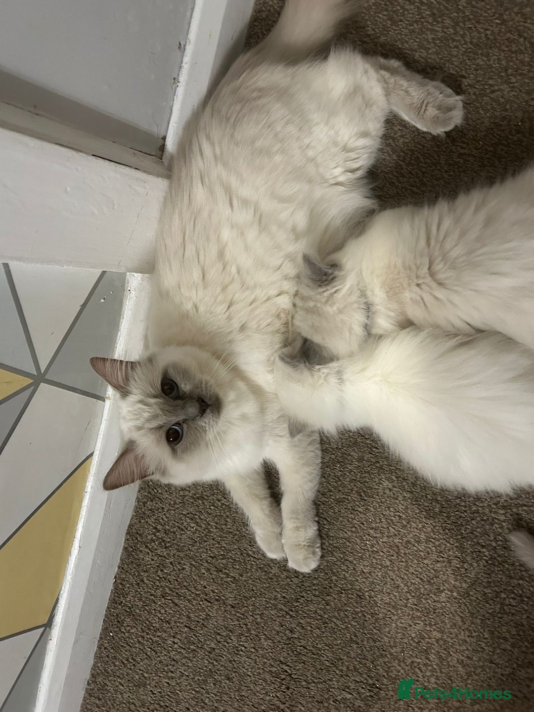 Ragdoll cats for sale: Stunning Ragdoll Kittens - Ready to leave - Image 11