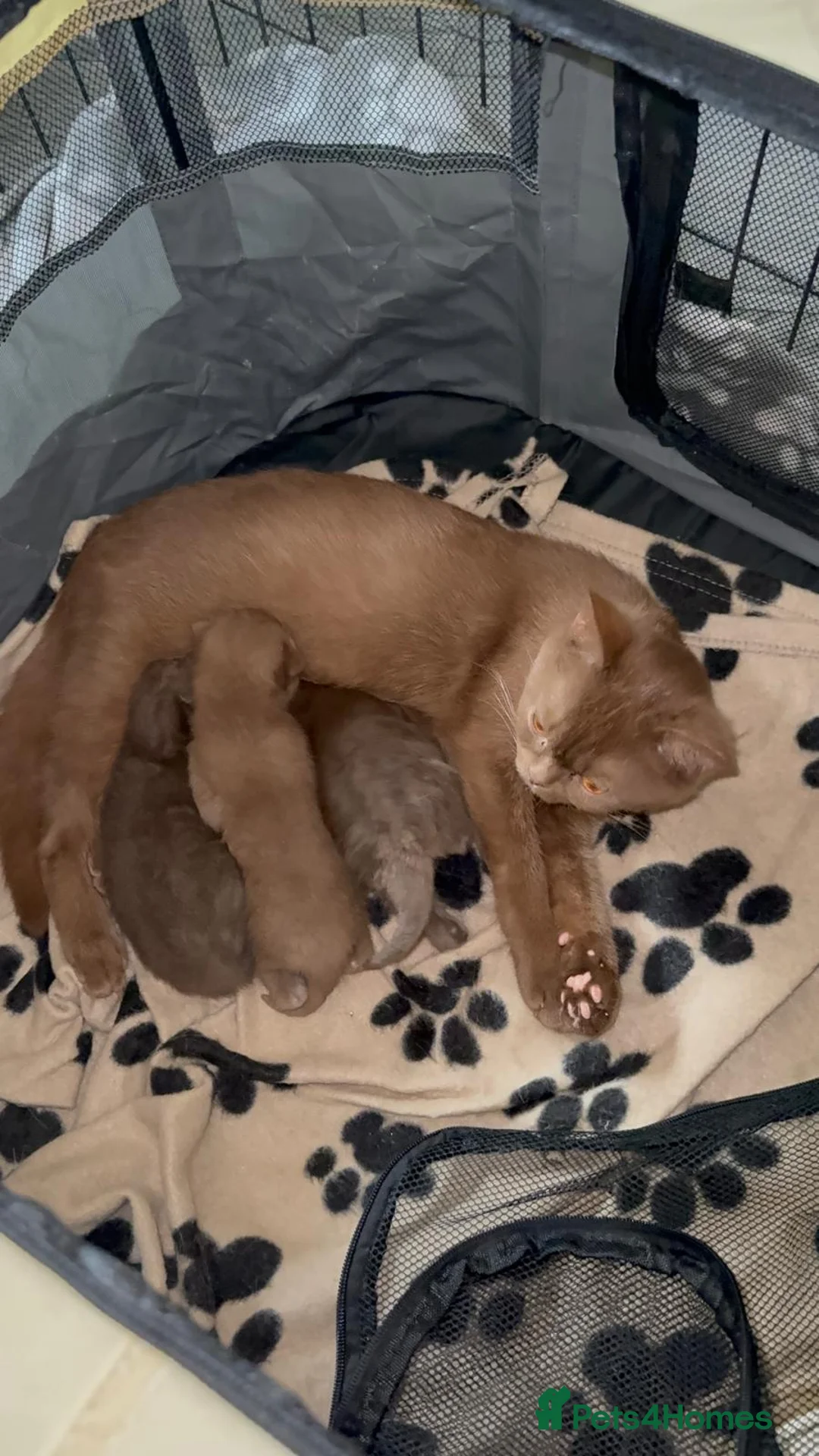 British Shorthair cats for sale: British shorthair cinnamon brown Kittens  - Advert 1